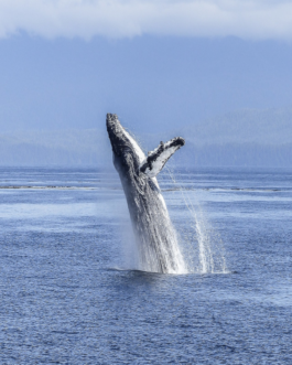 Whale Watching in Puerto Vallarta