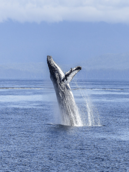 Whale Watching in Puerto Vallarta