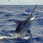 Marlin fishing in Vallarta