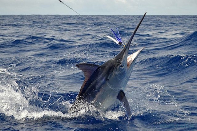 Marlin fishing